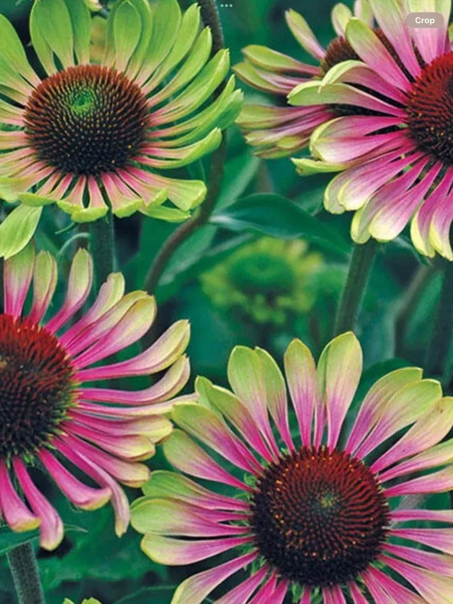 Echinacea Green Twister