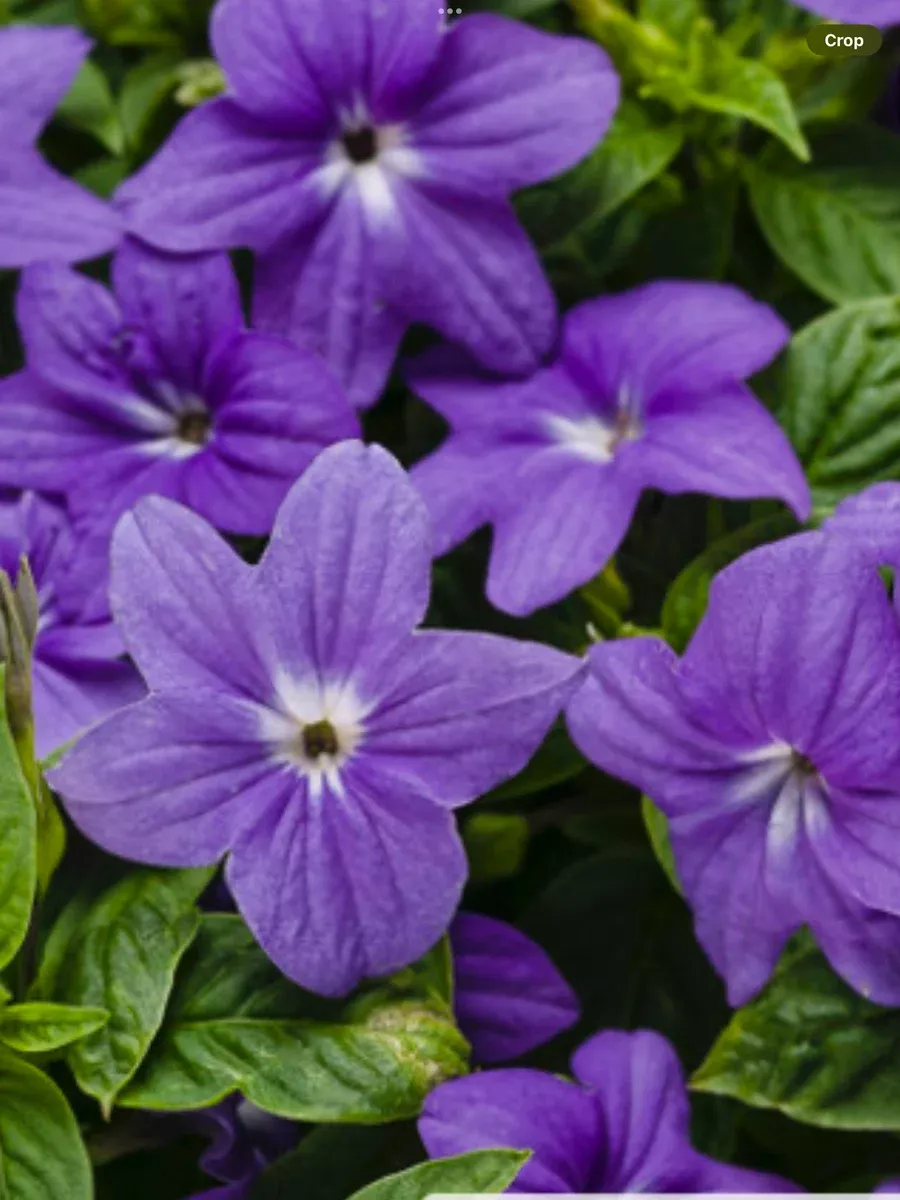 Endless™ Illumination Bush VioletBrowallia hybrid