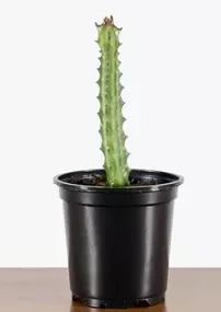 Euphorbia Lactea Red Tip