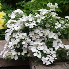Fairytrail Bride Cascade HydrangeaHydrangea x