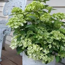 Fairytrail Green Cascade HydrangeaHydrangea x