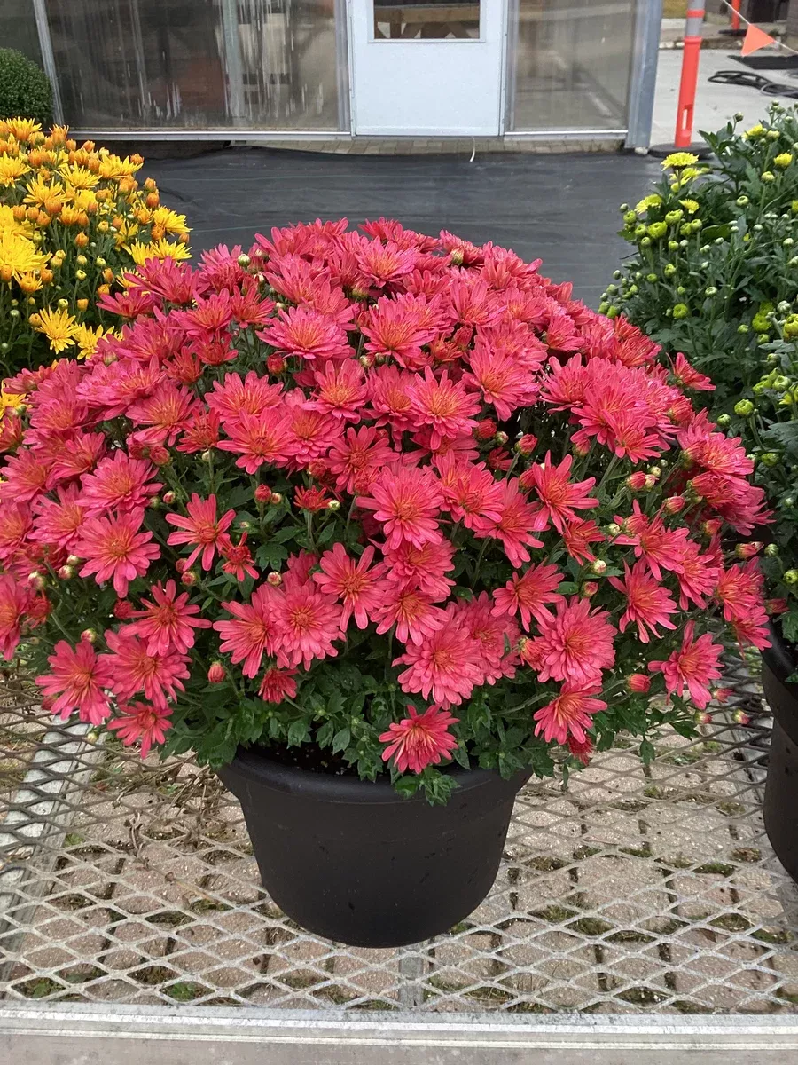Fall Garden Mums - 10” Pot