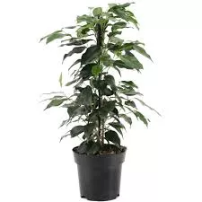 Ficus Benjamina Cling-On Danielle Weeping Fig