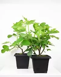 Fig Tree - Italian