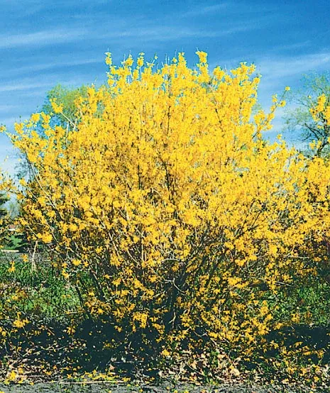 Forsythia 'Northern Gold'