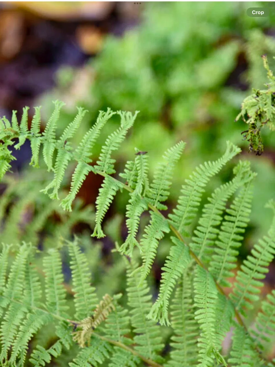 'Fronds Forever' Lady FernAthyrium filix-femina