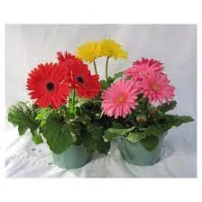 Gerbera Daisies - 4”