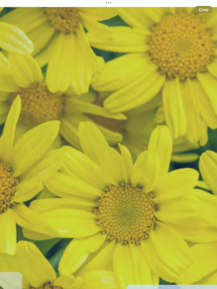 Golden Butterfly Marguerite DaisyArgyranthemum frutescens