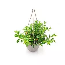 Goldfish 'Hypocerta' Hanging Basket