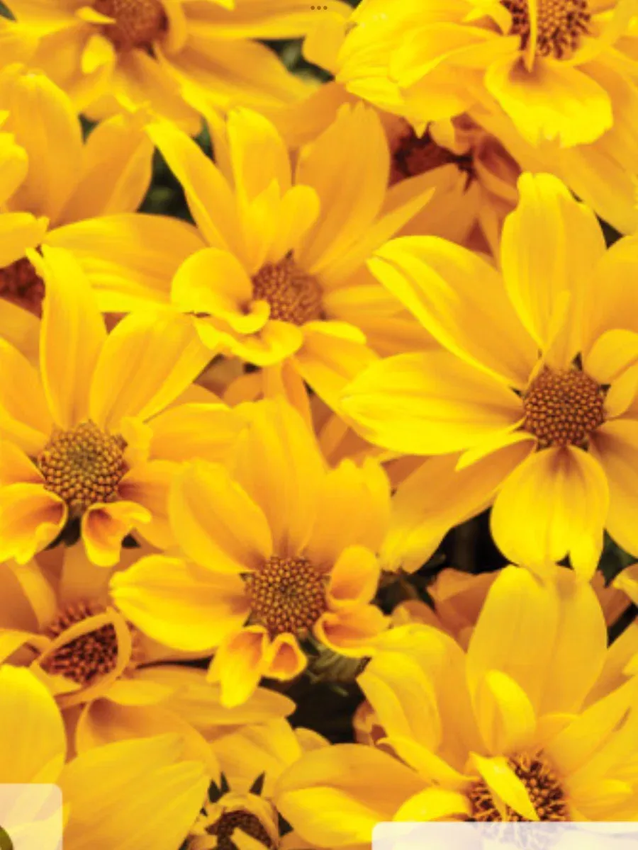 Goldilocks RocksBidens ferulifolia