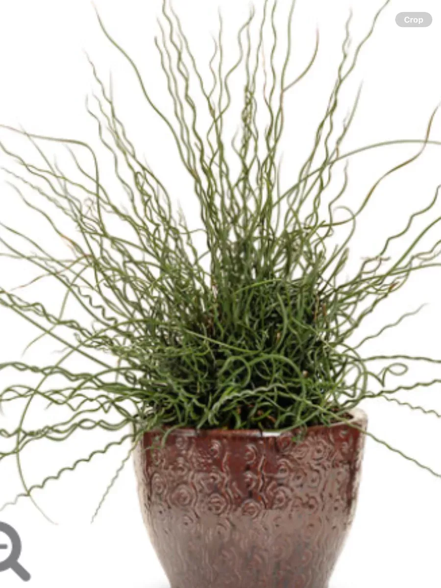 Graceful Grasses Curly Wurly Corkscrew RushJuncus effusus