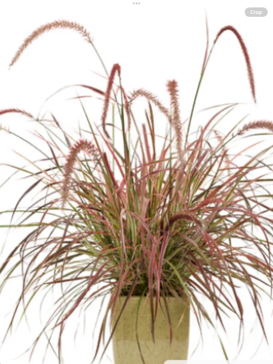Graceful Grasses 'Fireworks' Variegated Red Fountain GrassPennisetum setaceum 'Rubrum'