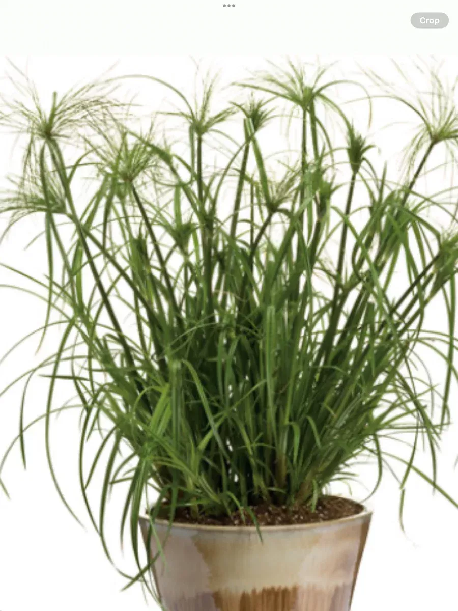 Graceful Grasses King Tut Egyptian PapyrusCyperus papyrus