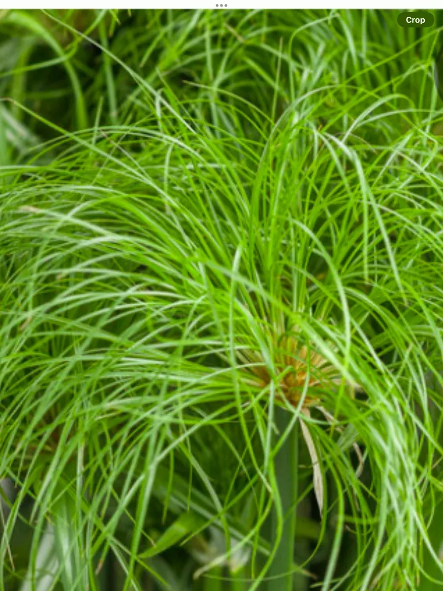 Graceful Grasses Prince Tut™ Dwarf Egyptian PapyrusCyperus papyrus