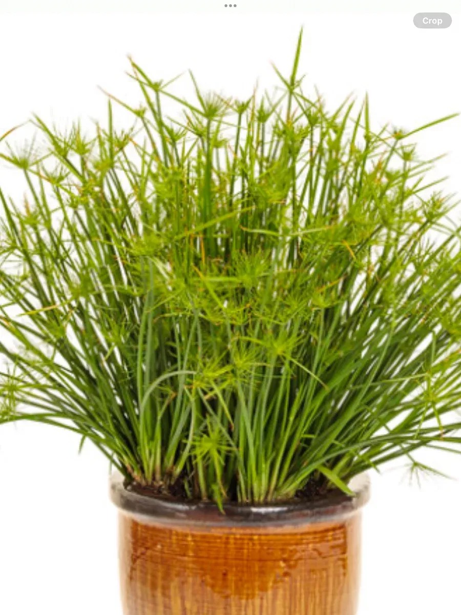 Graceful Grasses Queen Tut™ Dwarf PapyrusCyperus prolifer