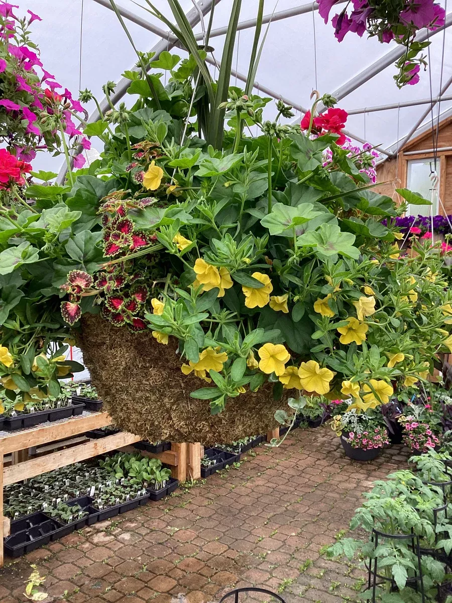 Hanging Baskets 14" Moss Assorted