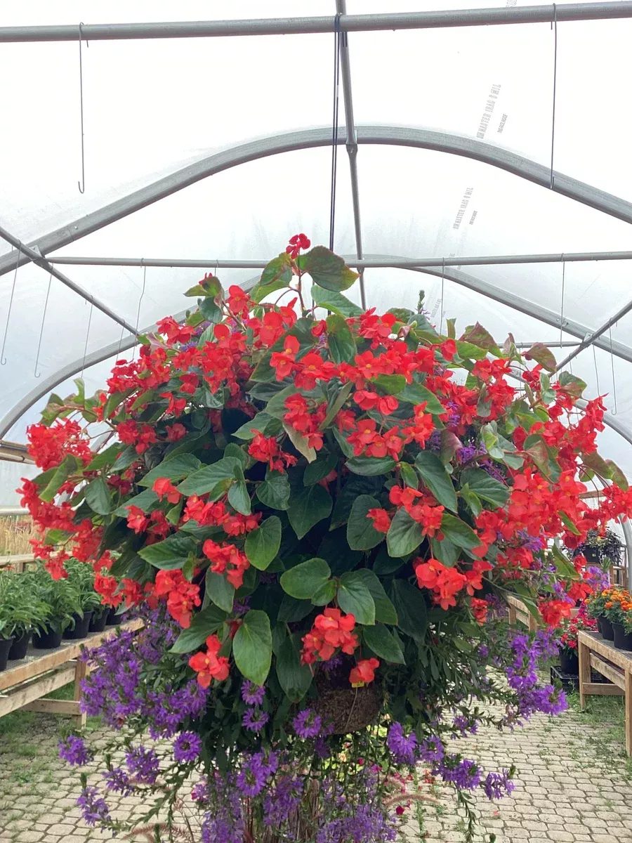 Hanging Baskets 16" Fiber Assorted