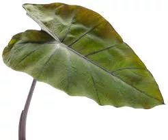 Heart of the Jungle Colocasia Elephant Ear