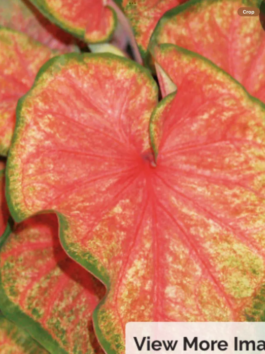 Heart to Heart 'Chinook' Sun or Shade CaladiumCaladium hortulanum