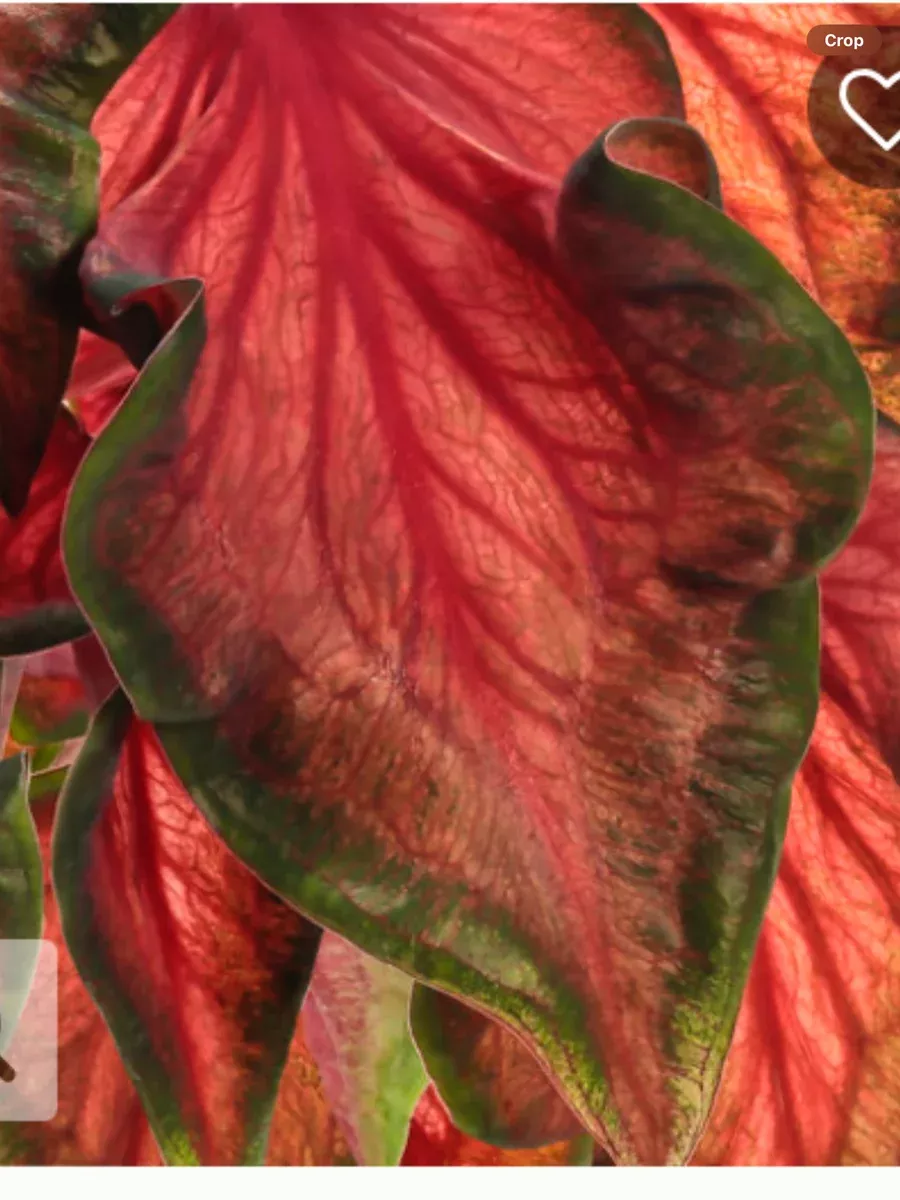 Heart to Heart 'Hot 2 Trot' Sun and Shade CaladiumCaladium hortulanum