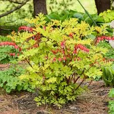 'Hearts on Fire' Old Fashioned Bleeding HeartDicentra spectabilis