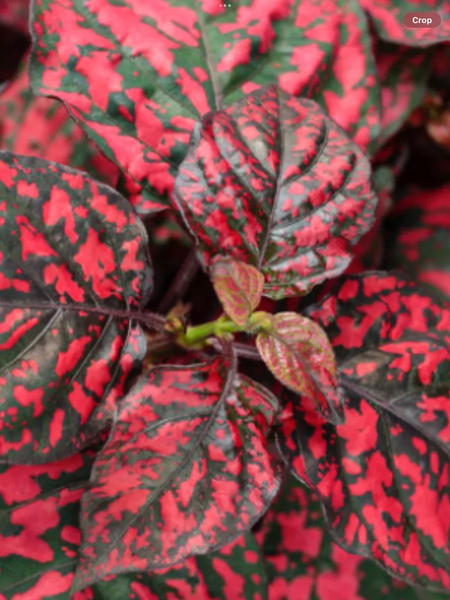 Hippo Red Polka Dot PlantHypoestes phyllostachya