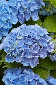 Hydrangea Multi-Bloom - Blue