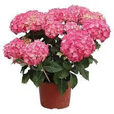 Hydrangea Multi-Bloom - Pink