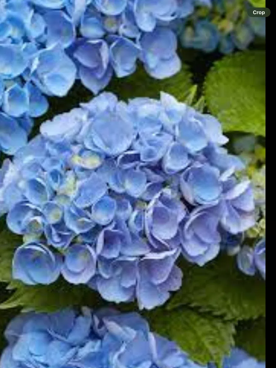 Hydrangea Multi-Blooms - Blue