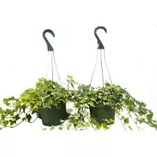 Ivy 'English Assorted' Hanging Basket