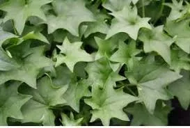 Ivy German Green
