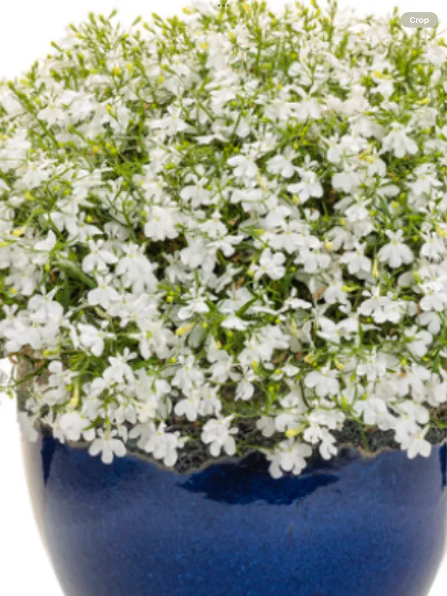 Laguna Cloud White™Lobelia erinus