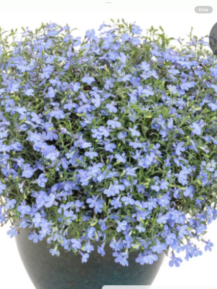 Laguna Sky BlueLobelia erinus