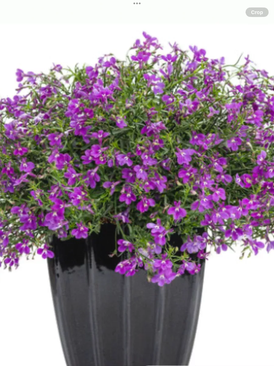 Laguna Ultraviolet™Lobelia erinus