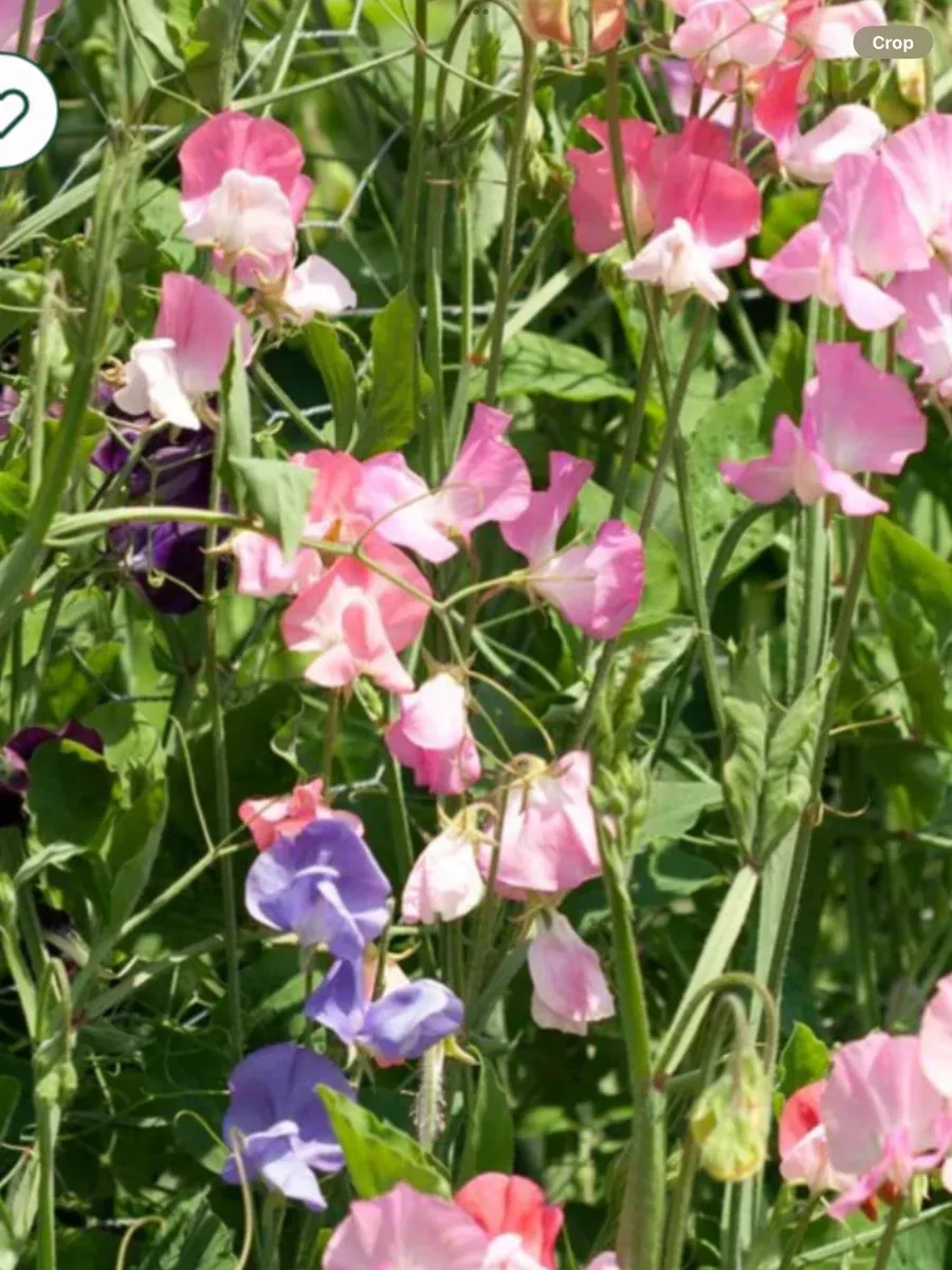 Lathyrus Splendens Mix