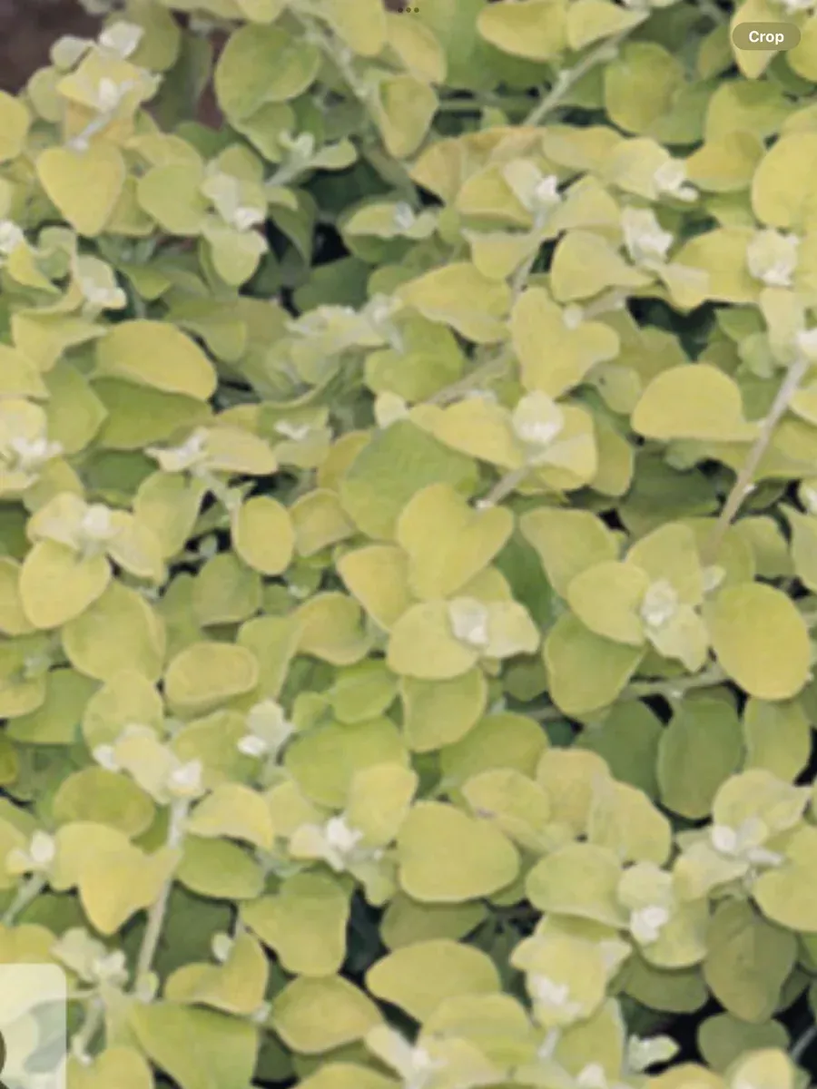 Lemon Licorice Licorice PlantHelichrysum petiolare