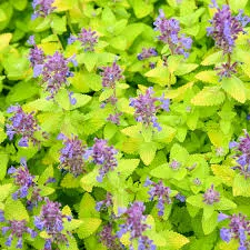 'Lemon Purrfection' CatmintNepeta hybrid