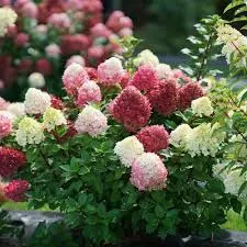 Little Lime Punch Panicle HydrangeaHydrangea paniculata
