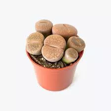 Living Stone 'Lithops' Bambino