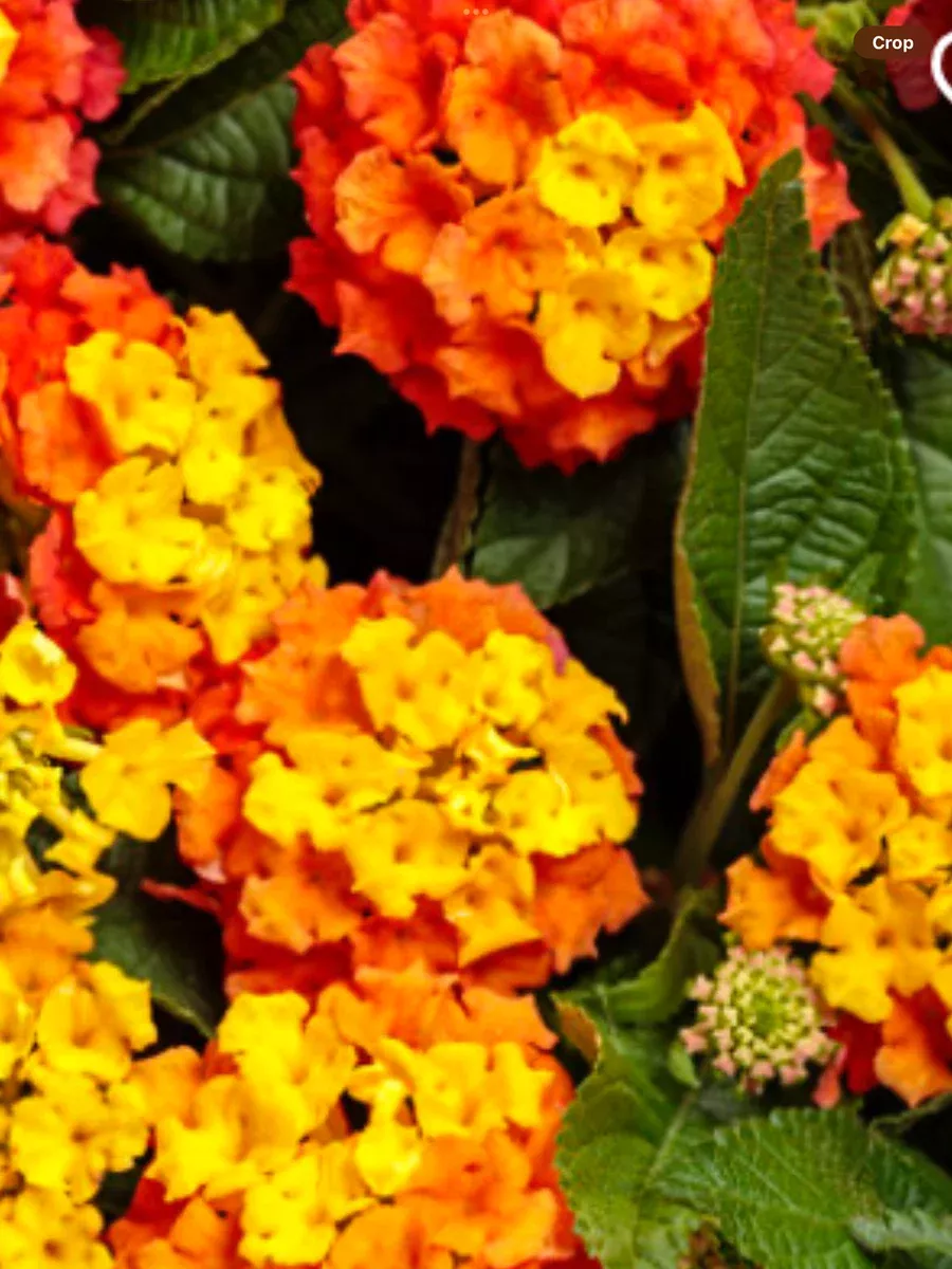 Luscious Basket TangeglowLantana camara