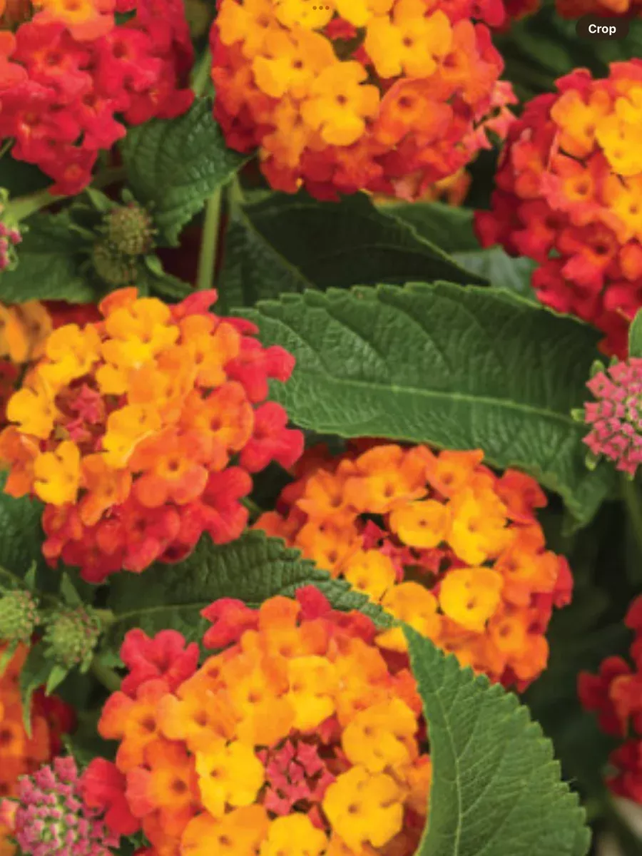 Luscious Citrus Blend™Lantana camara