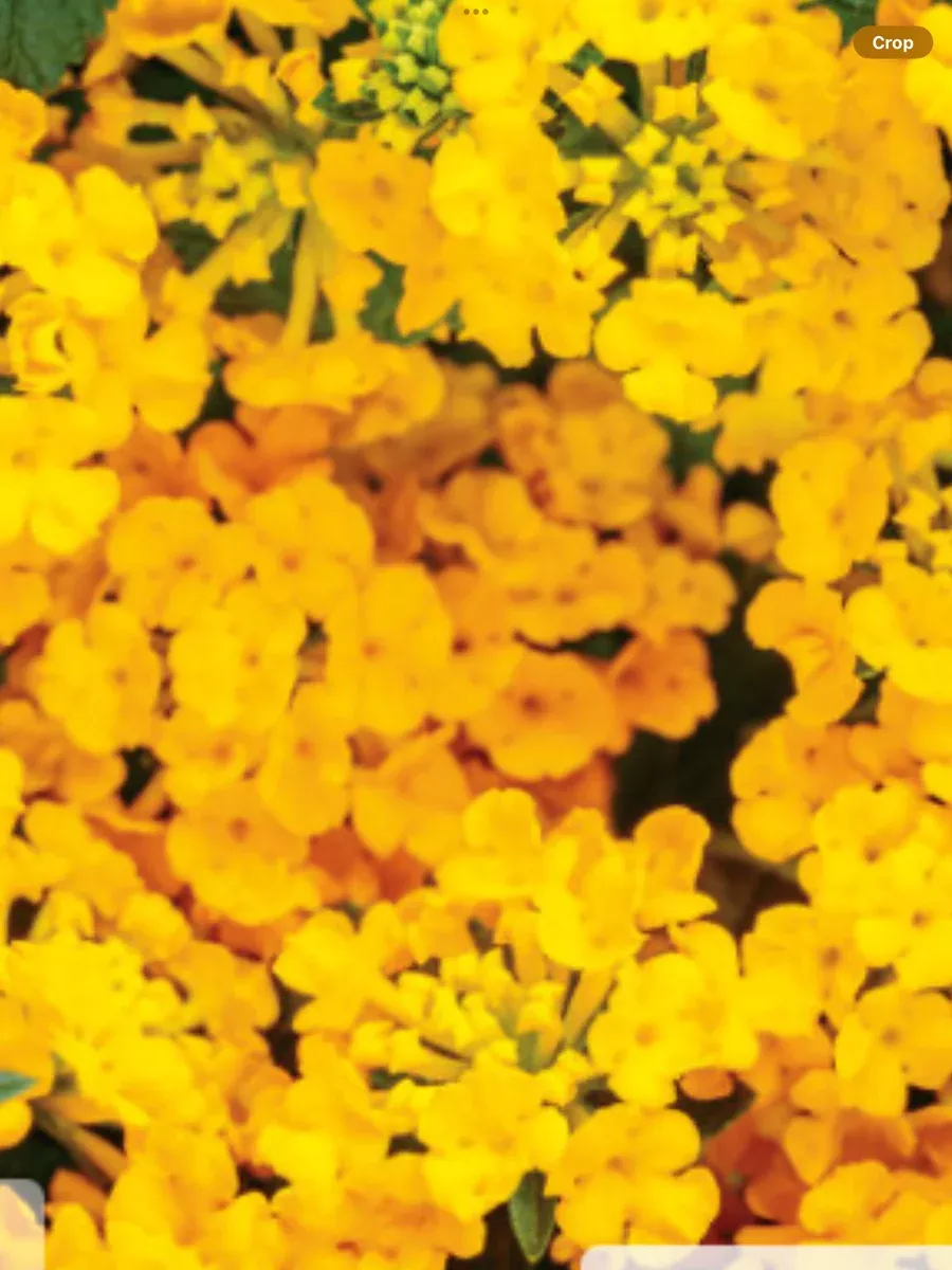 Luscious Goldengate™Lantana camara