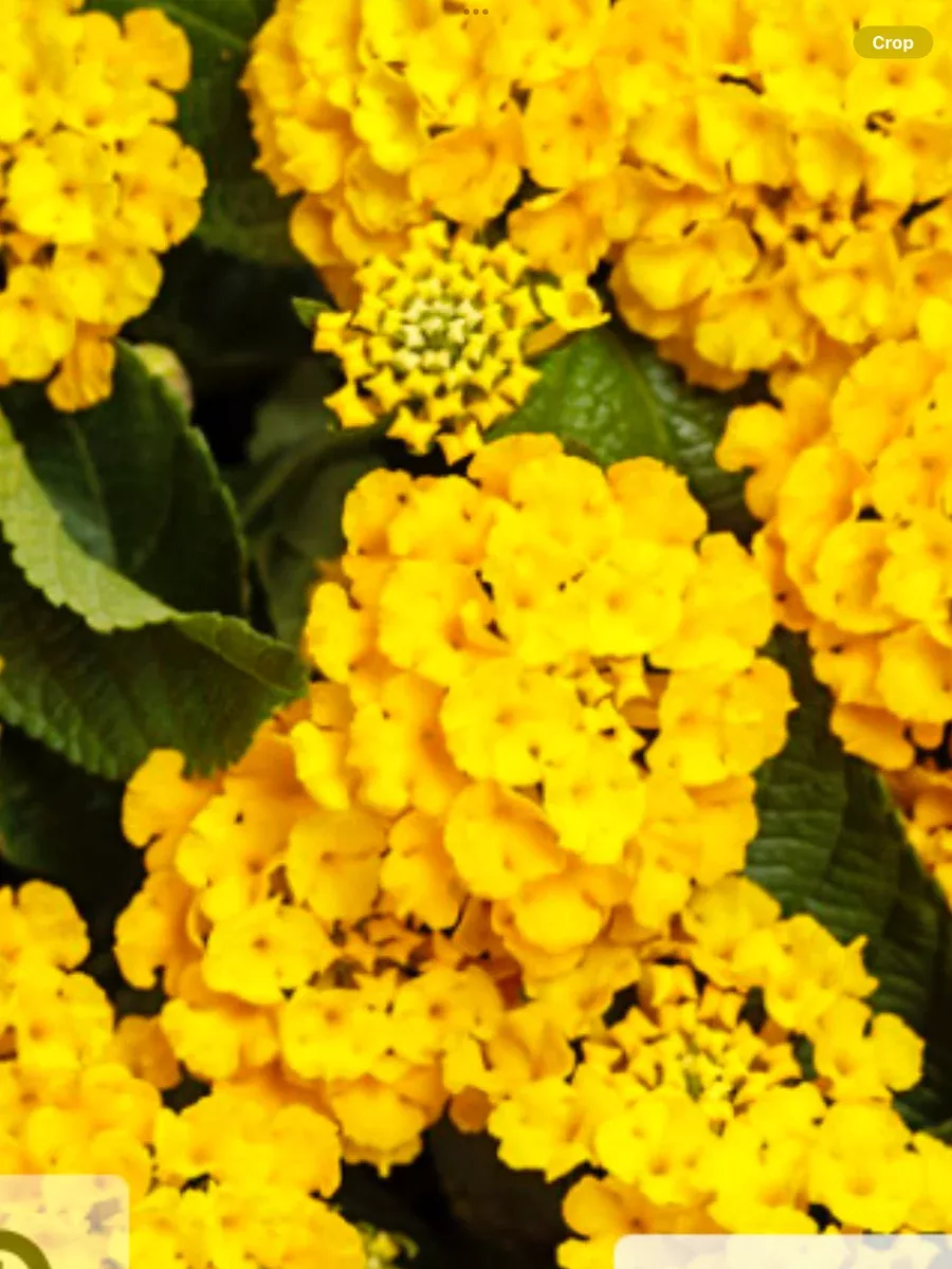 Luscious Royale Lemon Tart™Lantana camara