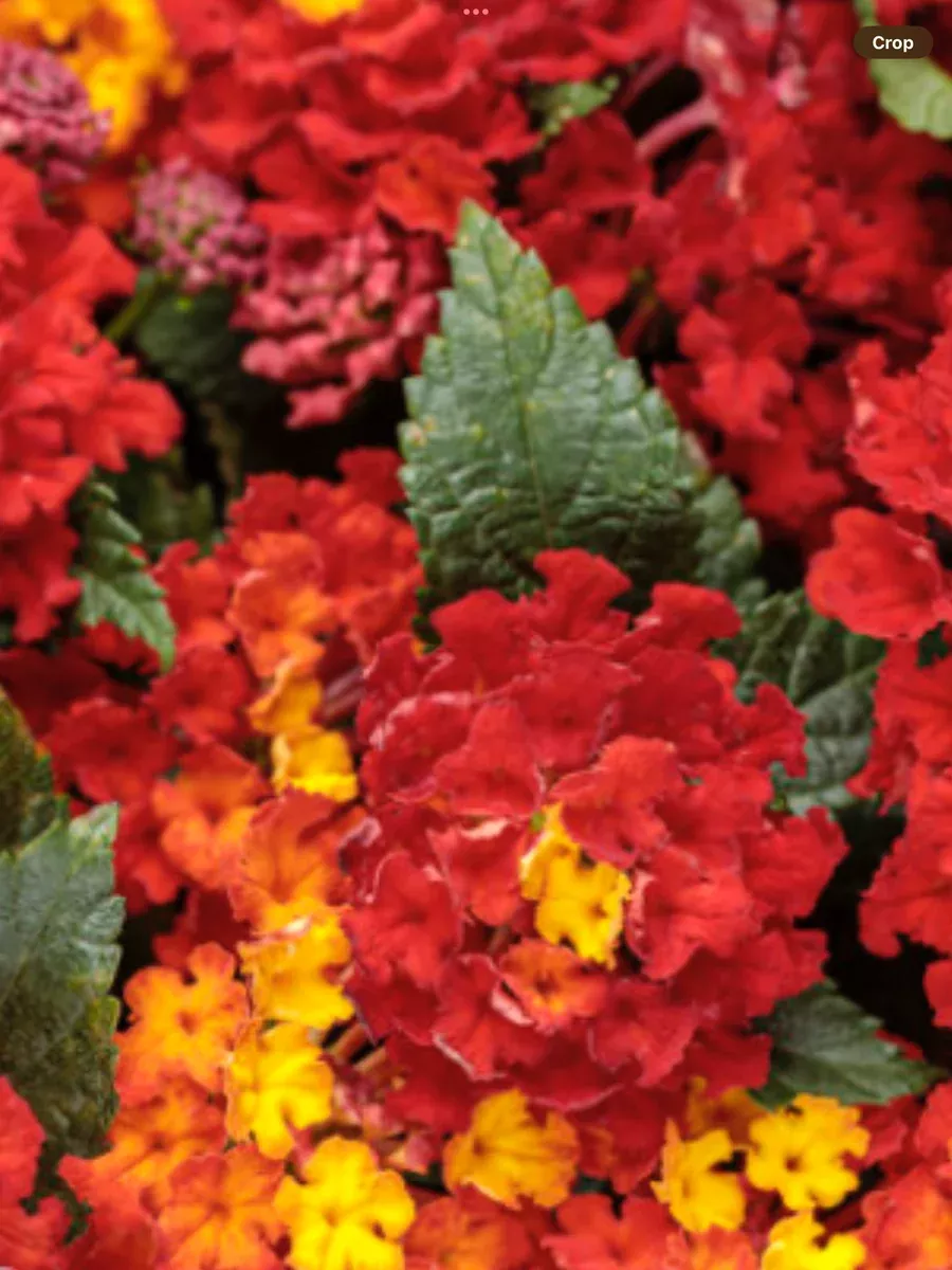Luscious Royale Red Zone™Lantana camara