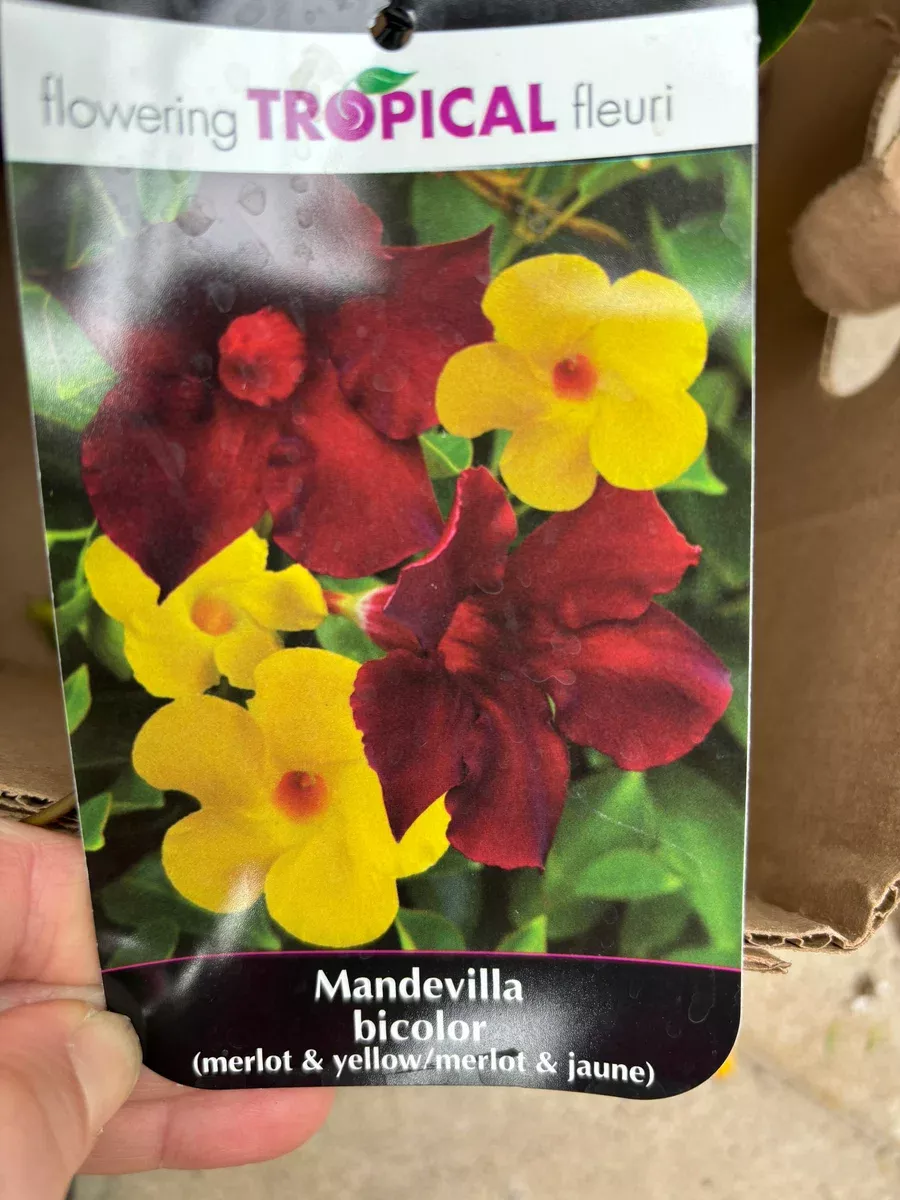 Mandevilla 10"HB Small Leaf Bicolour Yellow & Merlot
