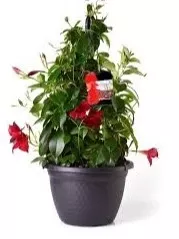 Mandevilla 10"HB Small Leaf Vining Red