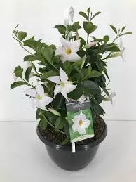 Mandevilla 10"HB Small Leaf Vining White