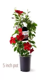 Mandevilla 21cm Medium Leaf Red