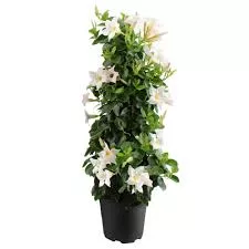 Mandevilla 21cm Medium Leaf White