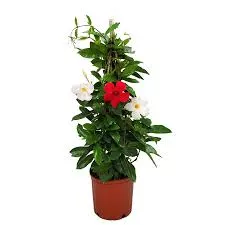Mandevilla 21cm Small Leaf Bicolour R&W